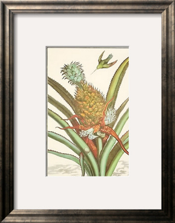 Pineapple With Hummingbird by Johann Christof Volckamer Pricing Limited Edition Print image