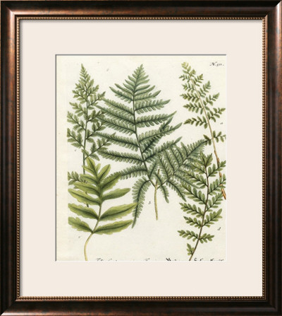 Fern Gathering Ii by W. Weinmann Pricing Limited Edition Print image