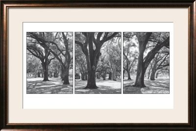 Oak Tree Study by Boyce Watt Pricing Limited Edition Print image