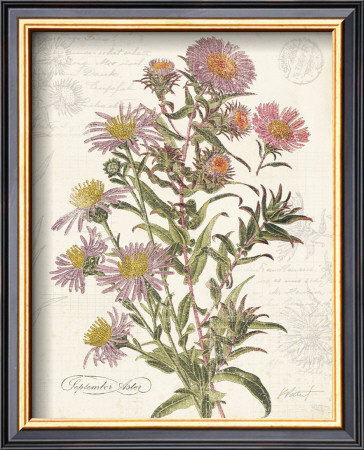 September Aster by Katie Pertiet Pricing Limited Edition Print image