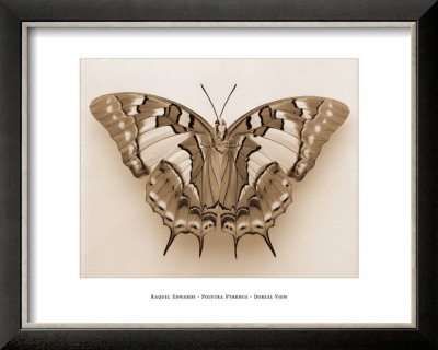 Polyura Pyrrhus, Dorsal View by Raquel Edwards Pricing Limited Edition Print image