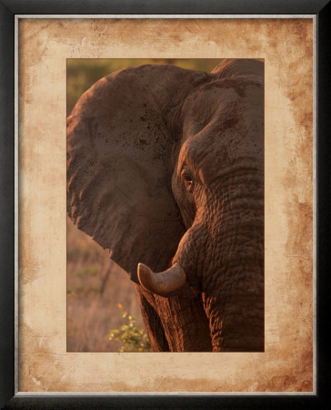 Elephant by Keith Levit Pricing Limited Edition Print image