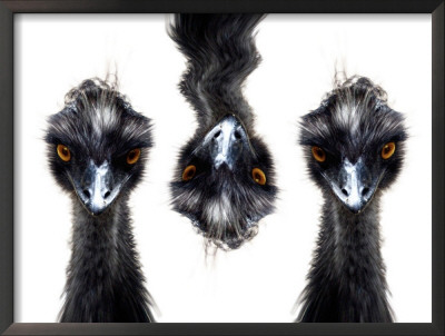 Three Emus by Images Monsoon Pricing Limited Edition Print image