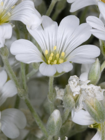 Cerastium Tomentosum, The Dusty Miller, Snow-In-Summer, Or C?©Raiste by Stephen Sharnoff Pricing Limited Edition Print image