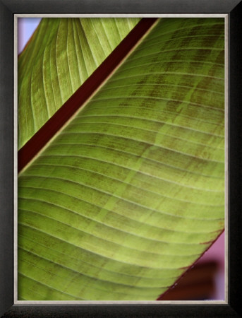 Regal Leaf Ii by Nicole Katano Pricing Limited Edition Print image