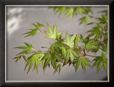 Regal Maple Leaves by Nicole Katano Pricing Limited Edition Print image