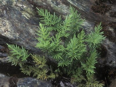 Fern, Aspidotis Densa, Or Indian's Dream, Against Rock by Stephen Sharnoff Pricing Limited Edition Print image