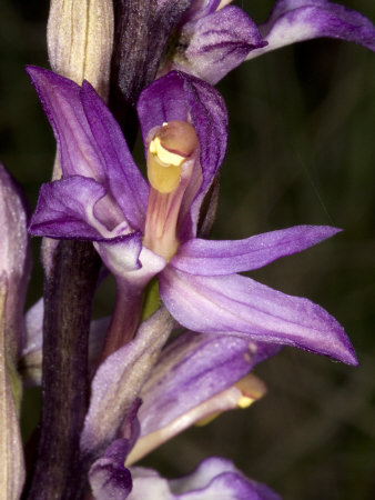 Flower Of Limodorum Abortivum, The Limodore, A Wild Orchid by Stephen Sharnoff Pricing Limited Edition Print image