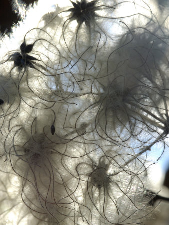 Close-Up Of Clematis Seedheads In Winter, Backlit By Sun And Sky by Stephen Sharnoff Pricing Limited Edition Print image