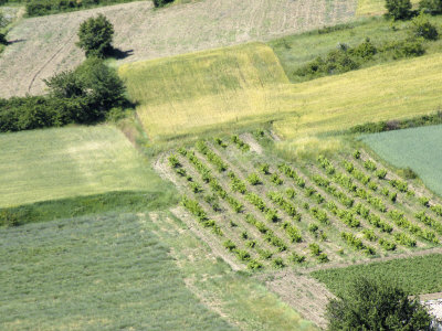 Looking Down On Green And Golden Farm Fields In Summer In Provence by Stephen Sharnoff Pricing Limited Edition Print image