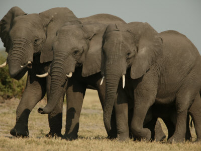 African Elephants (Loxodonta Africana) by Beverly Joubert Pricing Limited Edition Print image