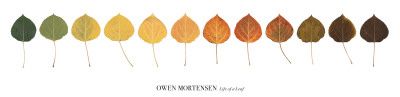 Life Of A Leaf by Owen Mortensen Pricing Limited Edition Print image