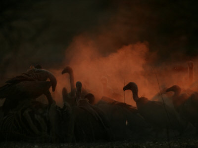 White Backed Vultures (Gyps Africanus) by Beverly Joubert Pricing Limited Edition Print image