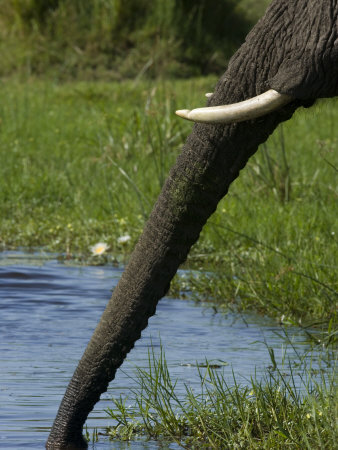 Detail Of An African Elephant Drinking by Beverly Joubert Pricing Limited Edition Print image