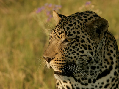 Leopard by Beverly Joubert Pricing Limited Edition Print image