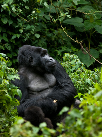 Mountain Gorilla Seated In Lush Foliage by Beverly Joubert Pricing Limited Edition Print image