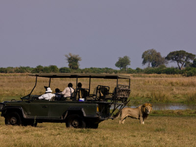 Tourists Observing A Male African Lion, Panthera Leo by Beverly Joubert Pricing Limited Edition Print image