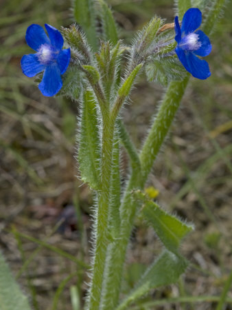 Species Of Anchusa, Or Bugloss by Stephen Sharnoff Pricing Limited Edition Print image