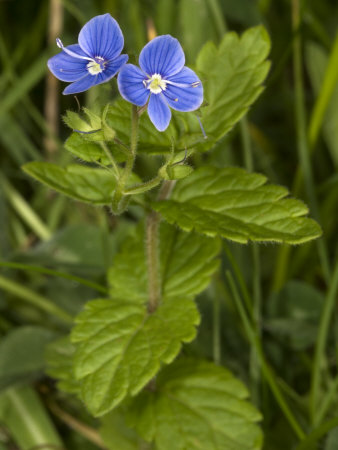 Tiny Blue Flowers Of A Species Of Veronica, Or Speedwell by Stephen Sharnoff Pricing Limited Edition Print image