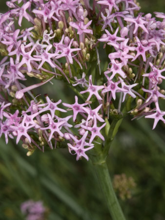 Centranthus Angustifolius, Le Centranthe Rouge, Or Red Valerian by Stephen Sharnoff Pricing Limited Edition Print image