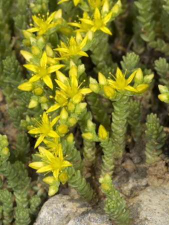 Sedum Acre, Le Poivre De Muraille, Stonecrop, Or Wall-Pepper by Stephen Sharnoff Pricing Limited Edition Print image