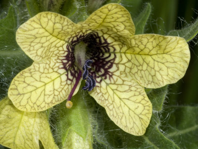 Flower Of Hyoscyamus Niger, A Kind Of Jusquiame, Or Henbane by Stephen Sharnoff Pricing Limited Edition Print image