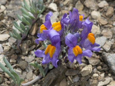 Small Flowers Of Linaria Alpina, Or Alpine Toadflax by Stephen Sharnoff Pricing Limited Edition Print image