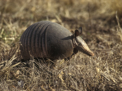 Armadillo, Sitting In Brown Grass by Stephen Sharnoff Pricing Limited Edition Print image