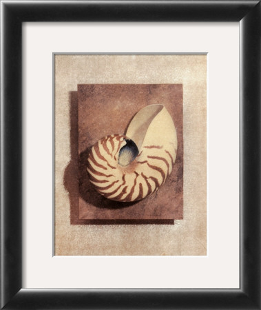 Seashell Study Ii by Julie Nightingale Pricing Limited Edition Print image