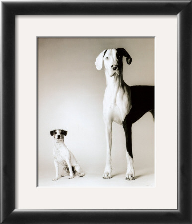 Domino And Daisy by Amanda Jones Pricing Limited Edition Print image