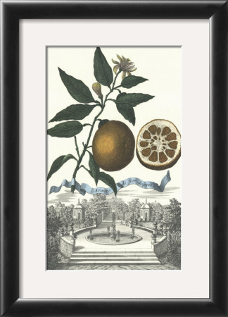 Aranzo Fior by Johann Christof Volckamer Pricing Limited Edition Print image