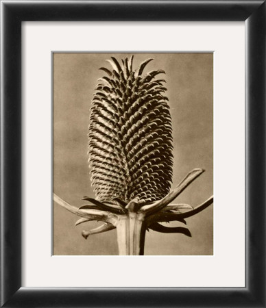 Sepia Botany Study Iii by Karl Blossfeldt Pricing Limited Edition Print image