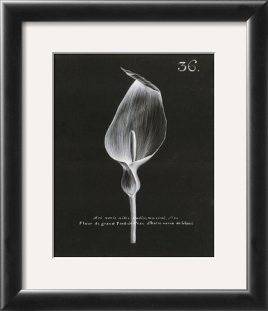 Cala Lilly by Stela Klein Pricing Limited Edition Print image