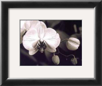 Orchid Simplicity by Mark Castiglia Pricing Limited Edition Print image