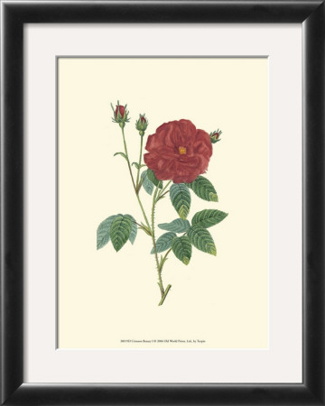 Crimson Beauty I by Turpin Pricing Limited Edition Print image