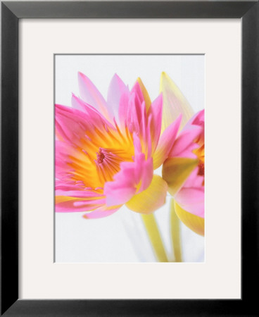 Lotus Blossoms by Jim Franco Pricing Limited Edition Print image