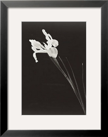 Iris by Pike Pricing Limited Edition Print image