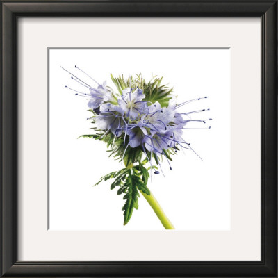 La Lovera by Cedric Porchez Pricing Limited Edition Print image