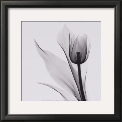 Tulip by Marianne Haas Pricing Limited Edition Print image