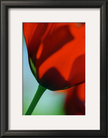 Tulipe Iv by Marc Ayrault Pricing Limited Edition Print image