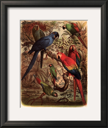 Tropical Birds Iii by Cassel Pricing Limited Edition Print image