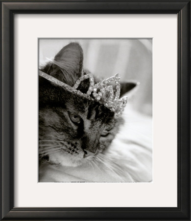Cat's Queen by Stacey Green Pricing Limited Edition Print image