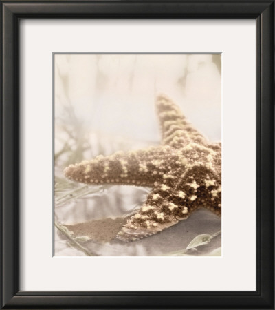 Seashore Starfish by Donna Geissler Pricing Limited Edition Print image