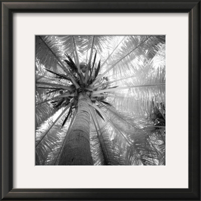 Palm Tree Iv by Jean-Francois Dupuis Pricing Limited Edition Print image