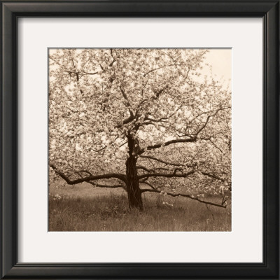 Apple Tree In Bloom by Christine Triebert Pricing Limited Edition Print image