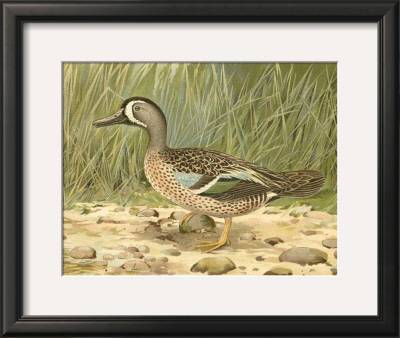 Blue-Wing Teal by Ridgway Pricing Limited Edition Print image