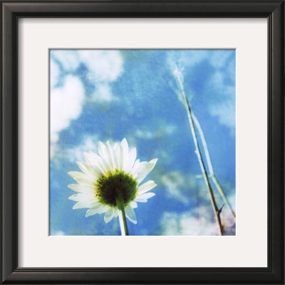 Daisies Iv by Ingrid Blixt Pricing Limited Edition Print image