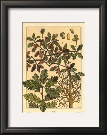Oak Tree by M. P. Verneuil Pricing Limited Edition Print image