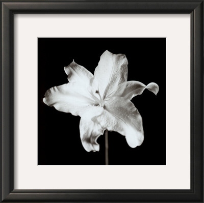 Lily by Michael Banks Pricing Limited Edition Print image