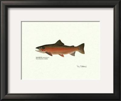 Rainbow Steelhead Male by Ron Pittard Pricing Limited Edition Print image